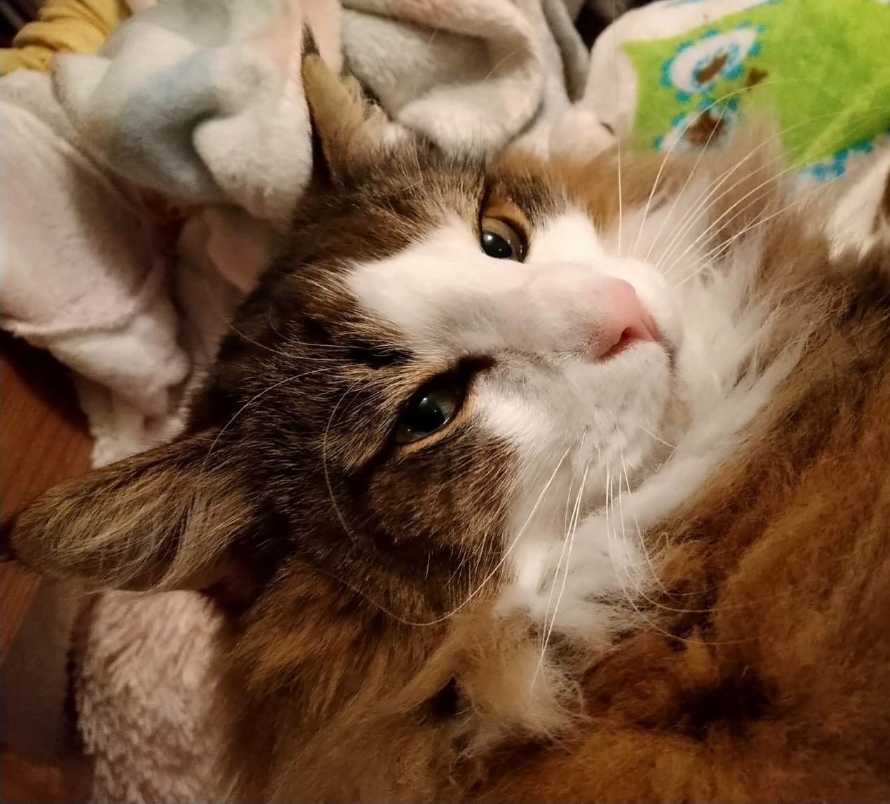 Boogis