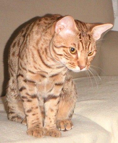 Leevi